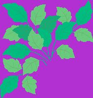 VistaKobe