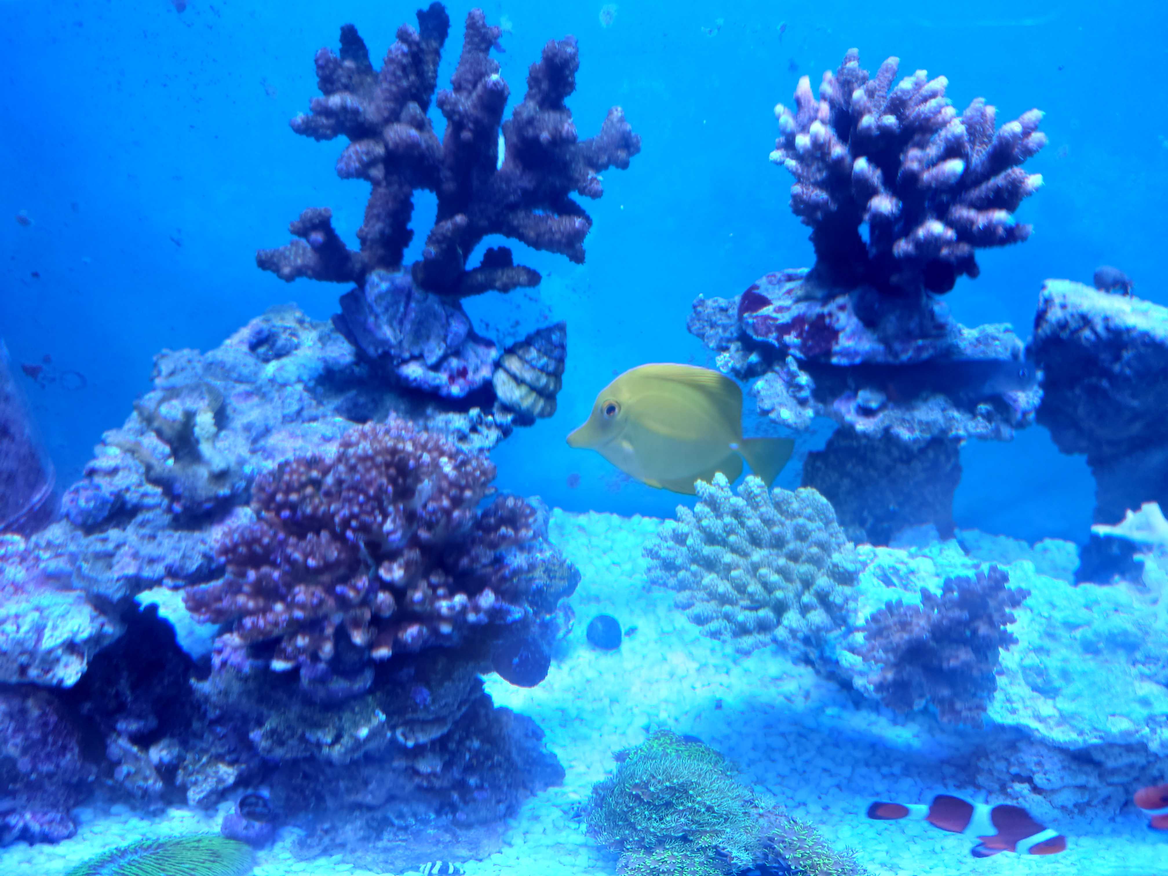 記事一覧 ミドリイシを飼育してみた 楽天ブログ