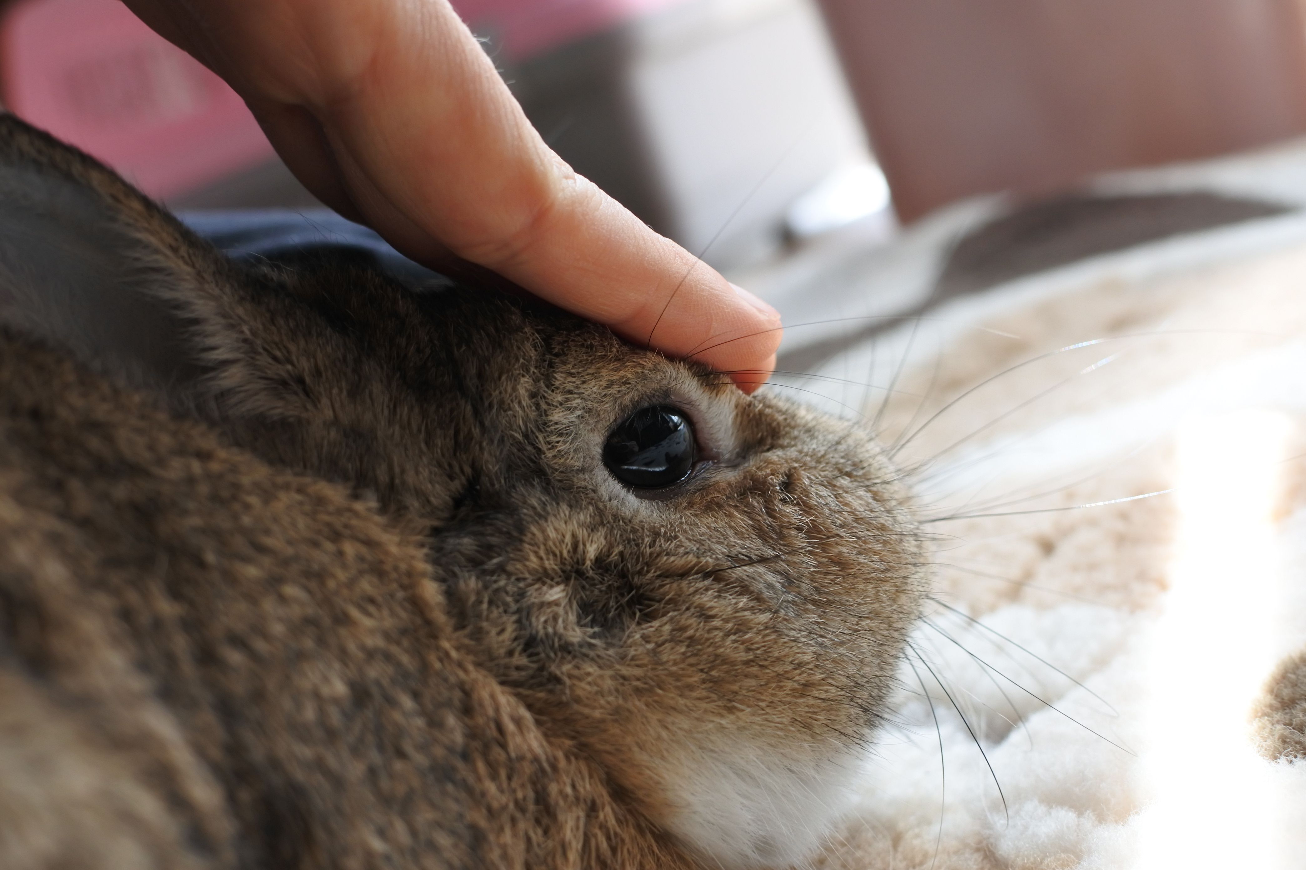 ウサギのどんちゃん 名前のゆらいは うさぎのどんちゃん日記 たまにカメのタカシ 楽天ブログ