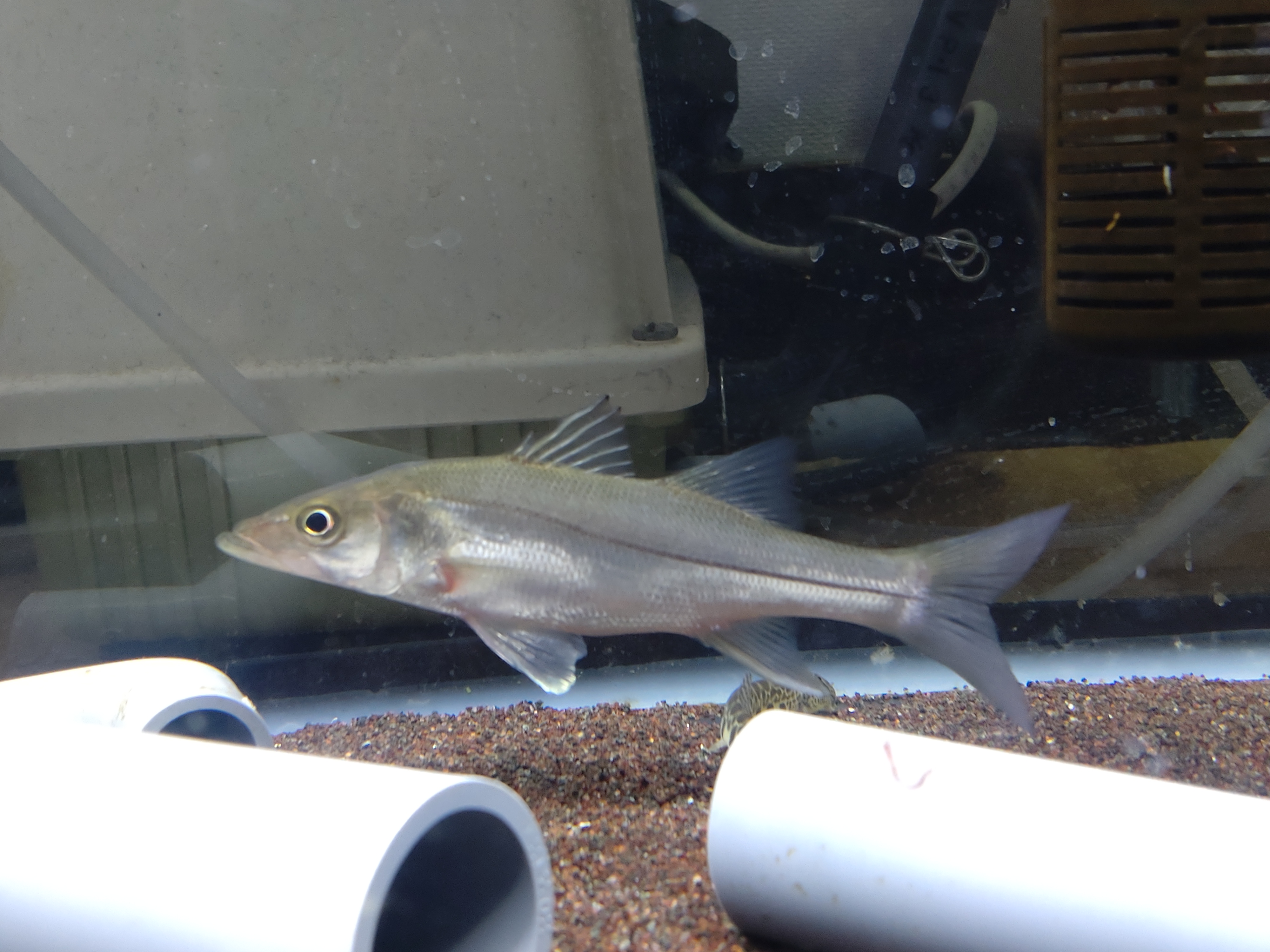 スポットテールバス（Lutianus Fuscescens） 6月25日最新入荷 