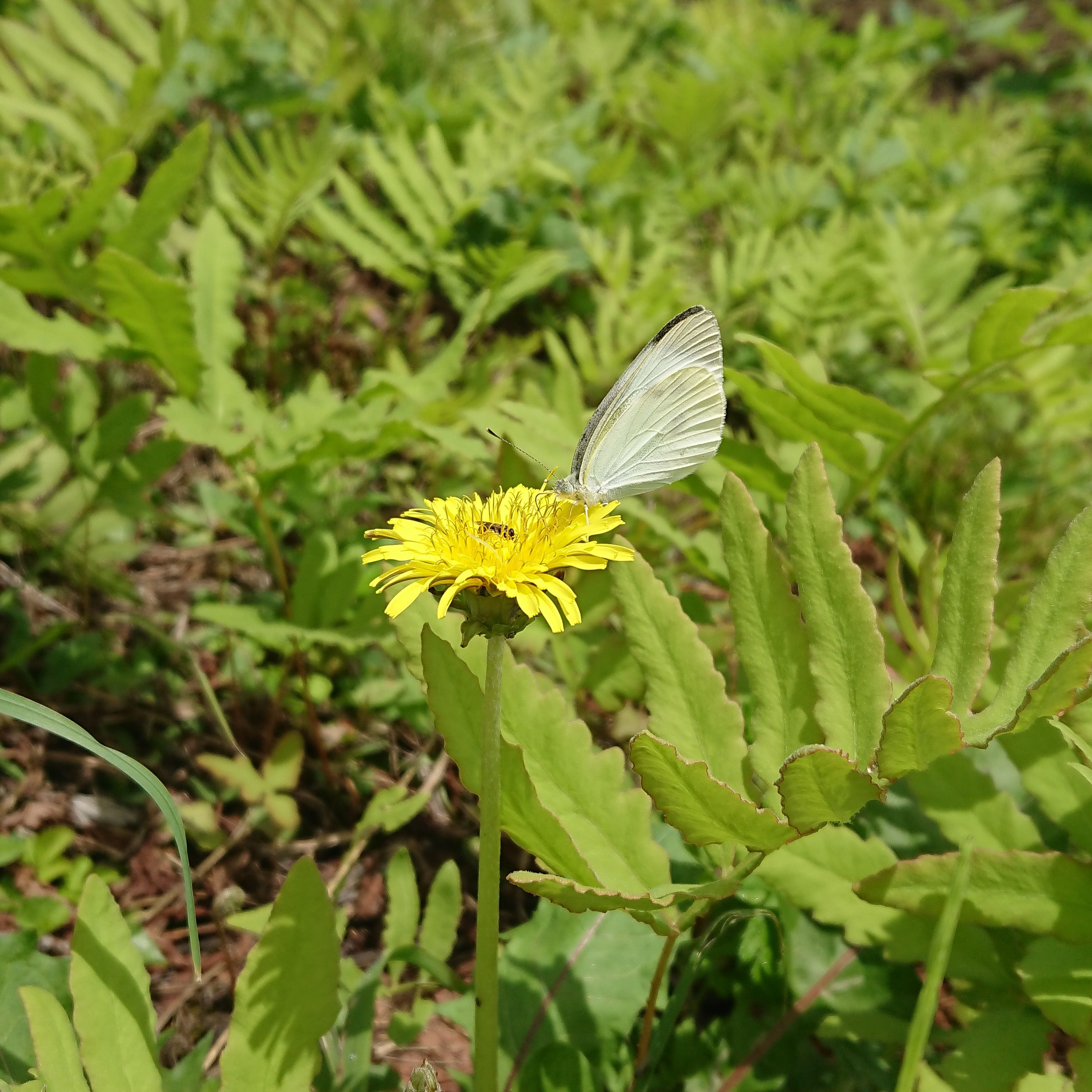 日々是好日を目指して! 楽天ブログ