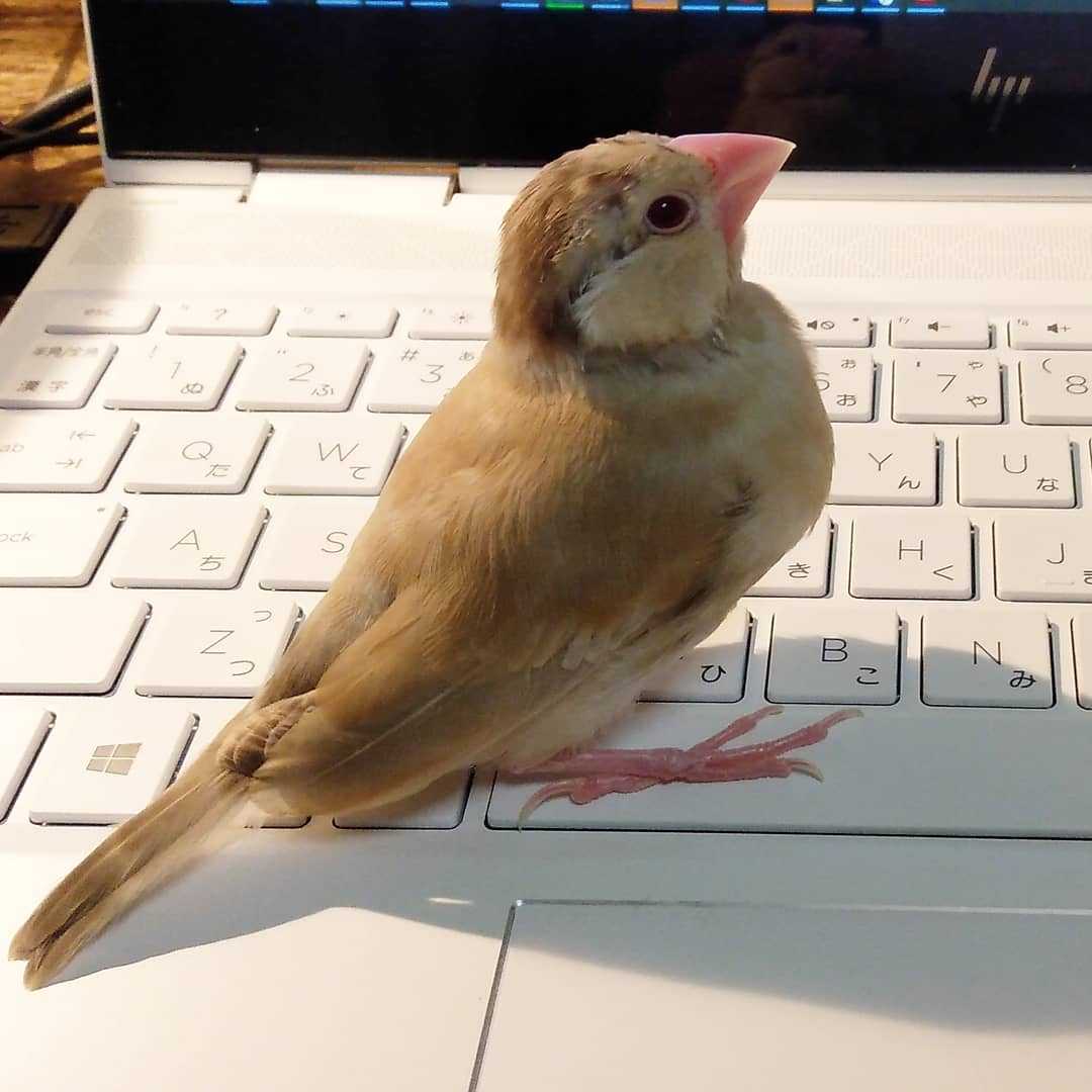 文鳥大好きママ