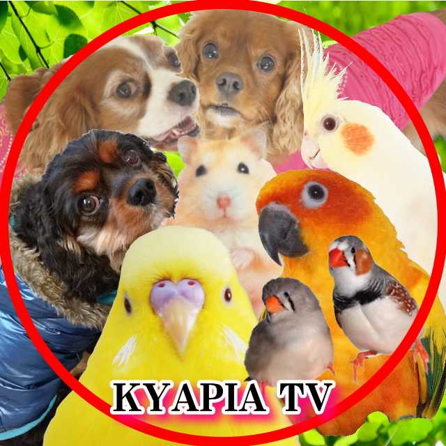 KYAPIA TV