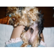 liliy_love
