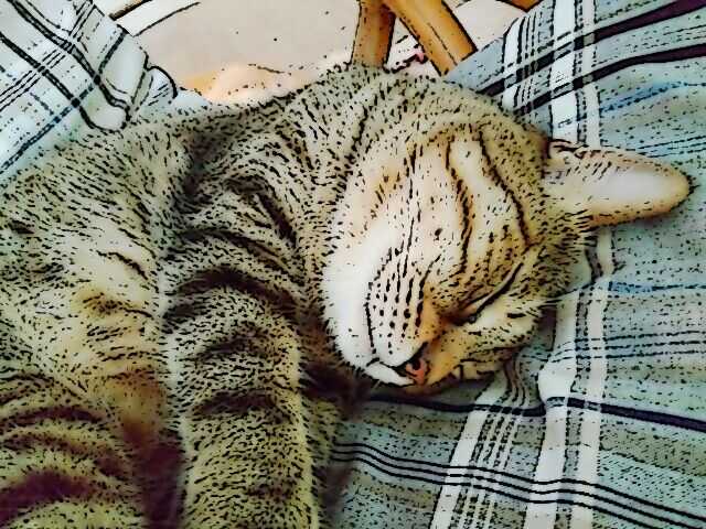BrownTabby11