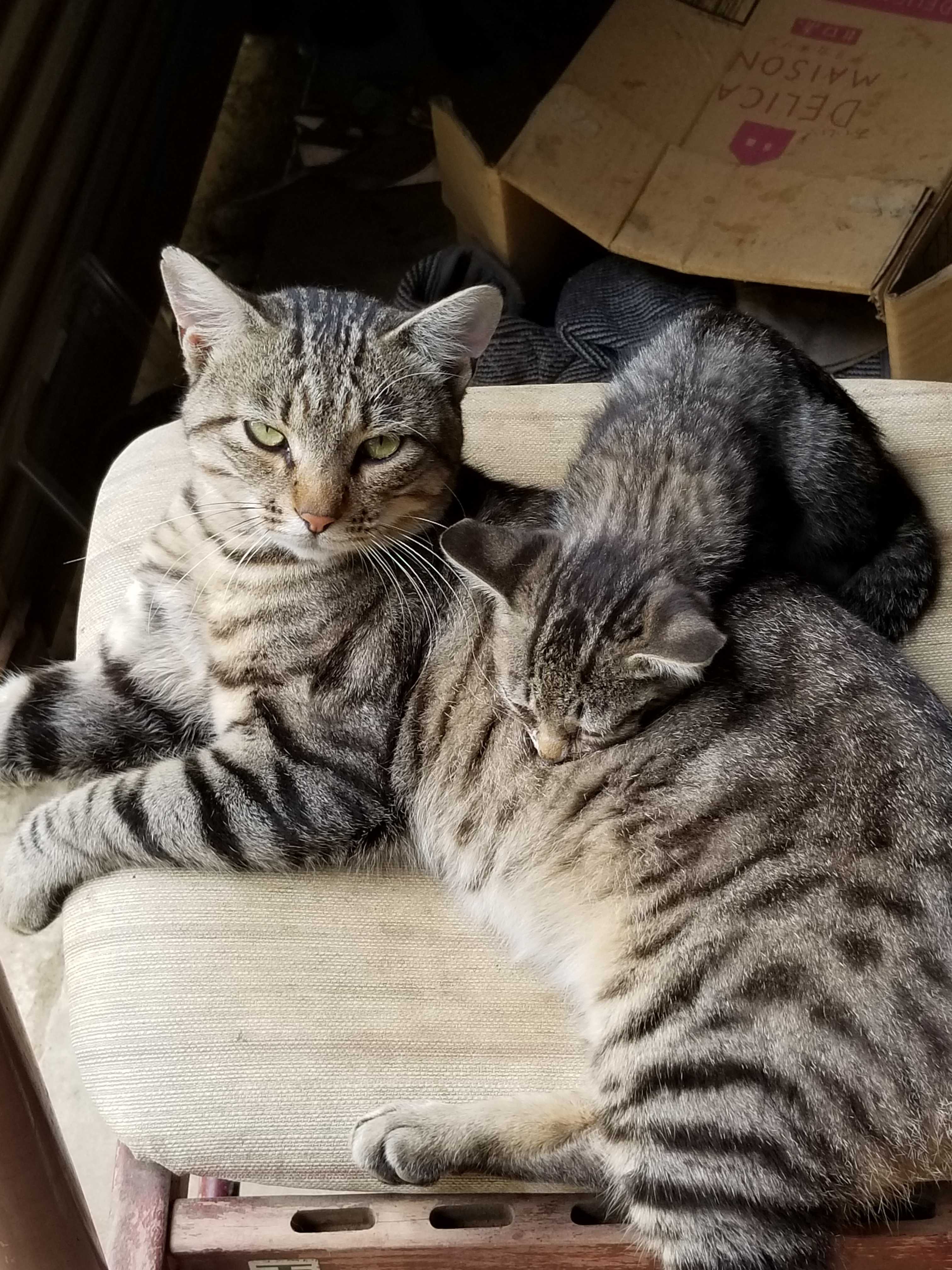 バシメ
