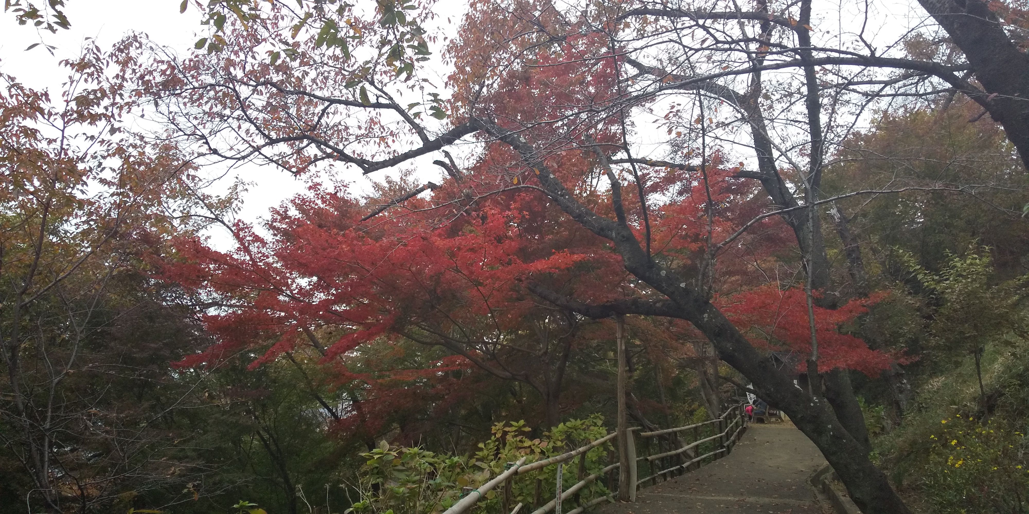 村川 月葉