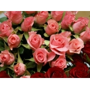 Rose Style
