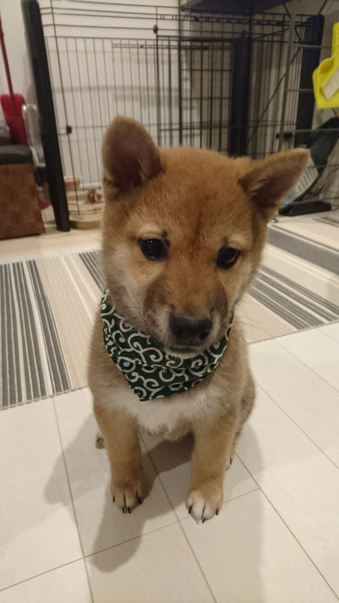 柴犬小太郎1223