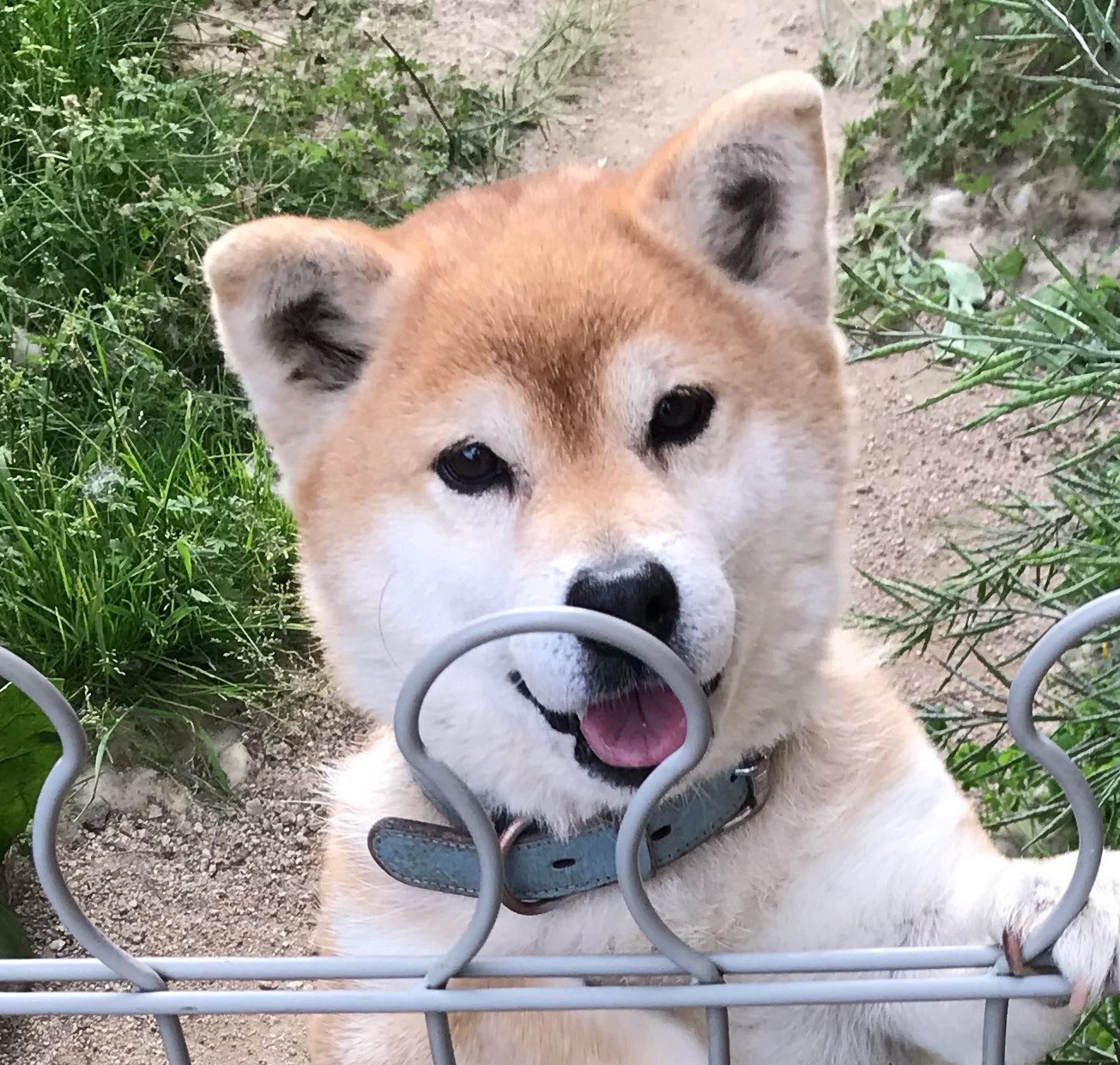 ペこッち