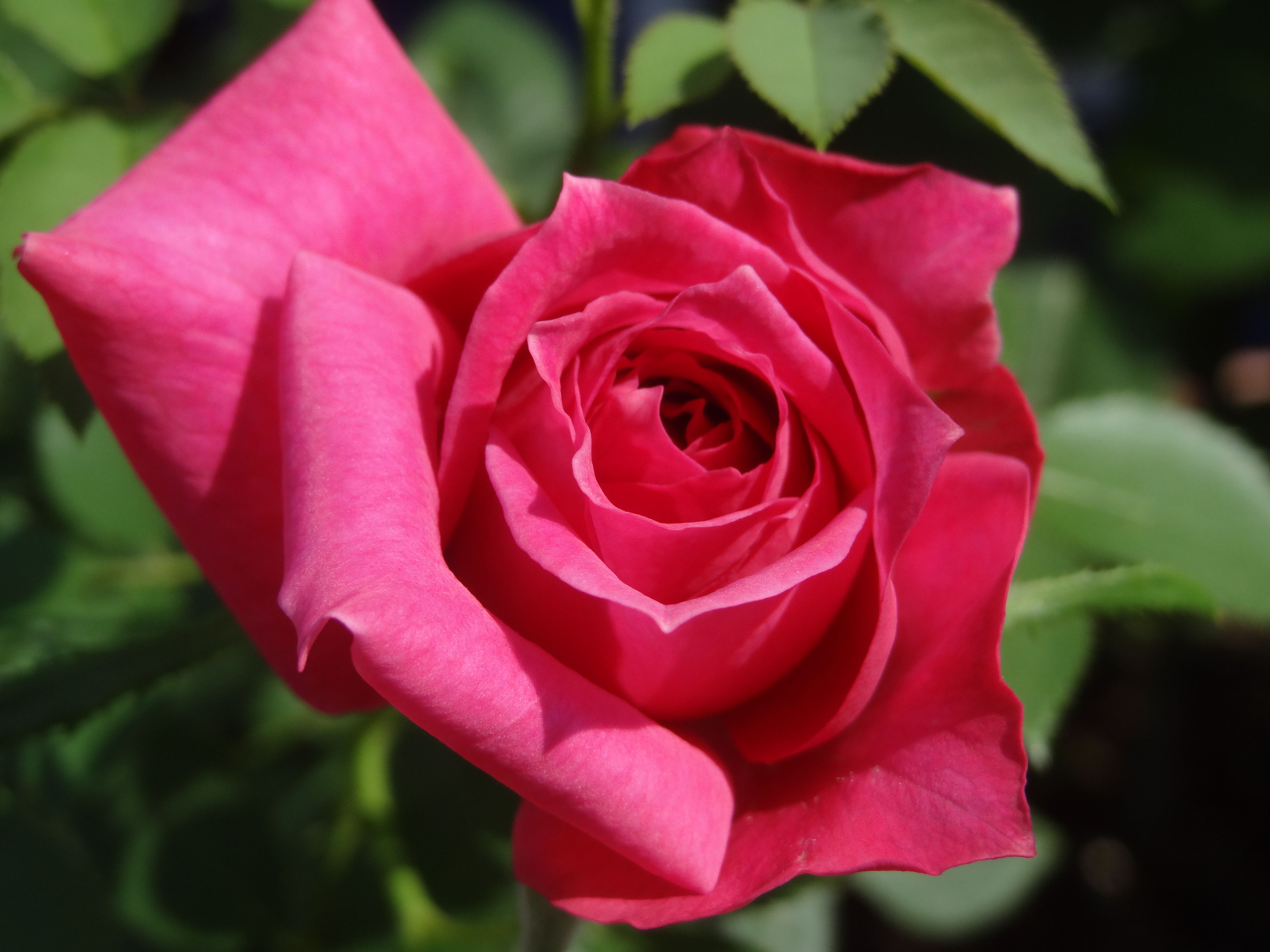 バラの種まきから発芽 バラの美と香りを求めて 楽天ブログ