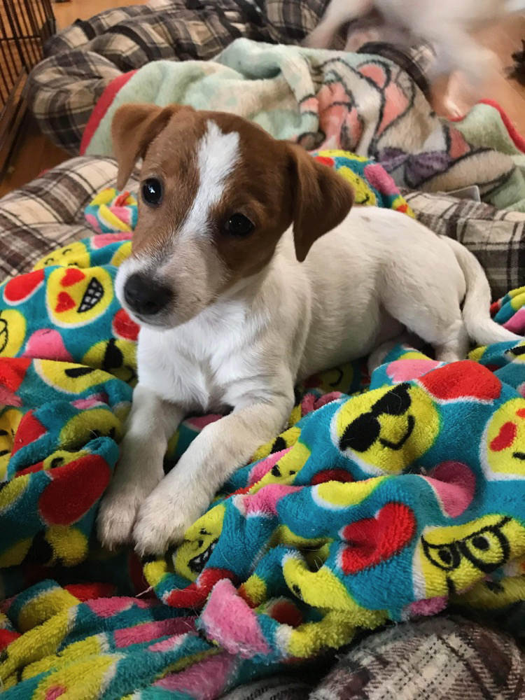 ドッグマスターHIRO