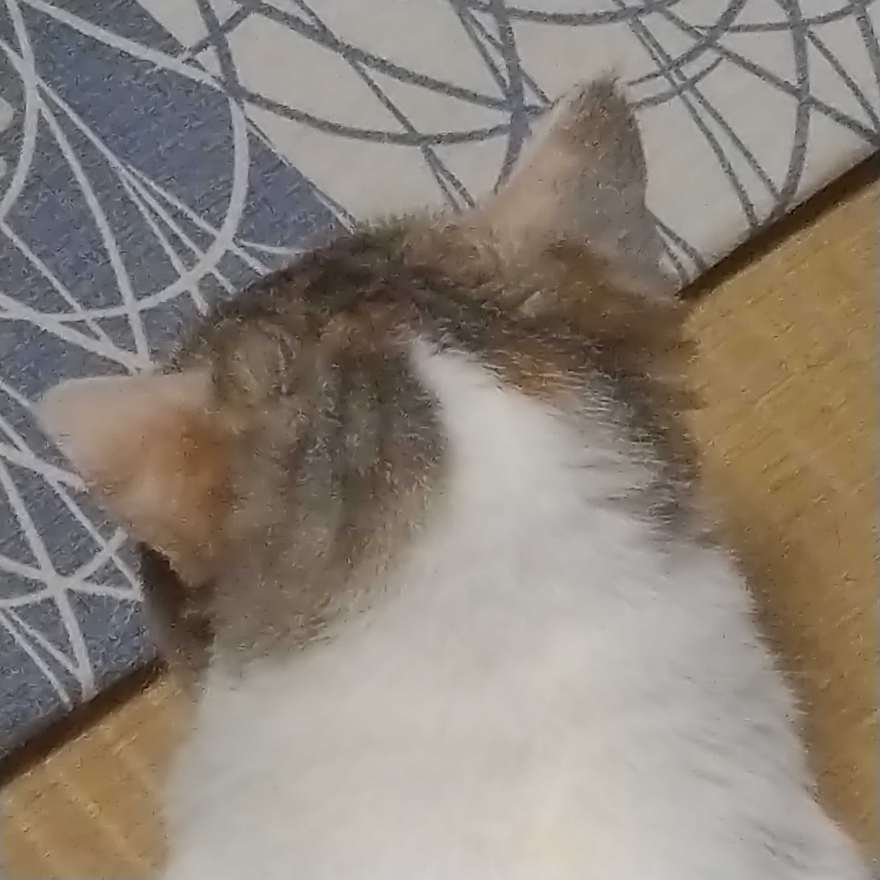 うしろ猫