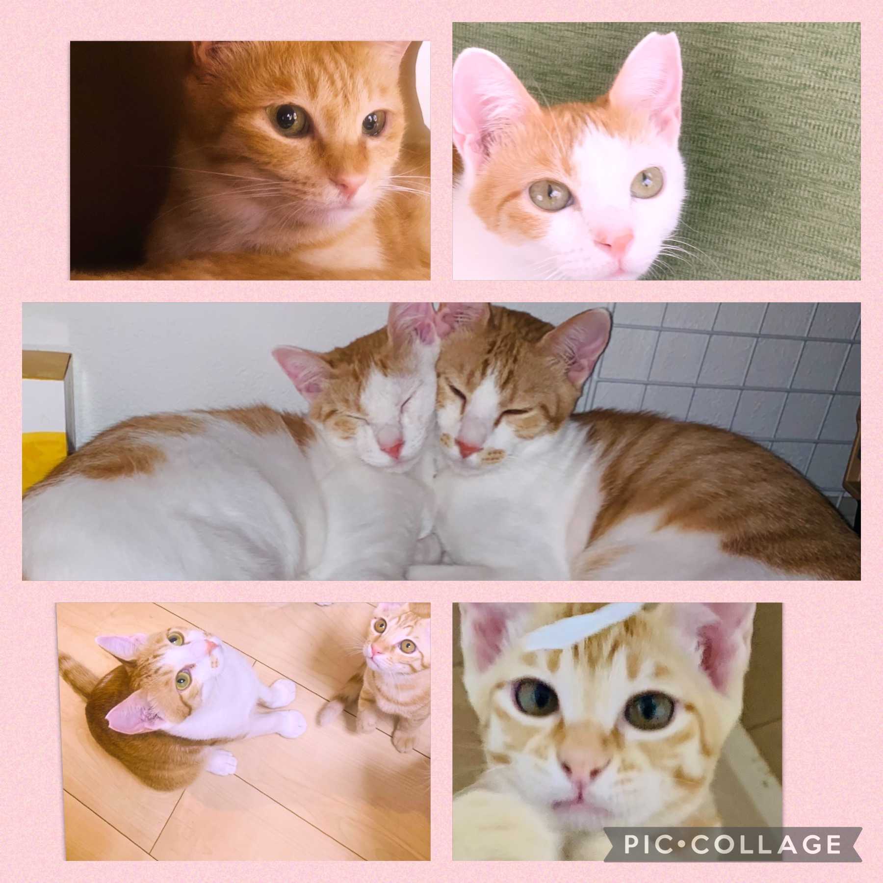 保護猫5にゃんにゃ