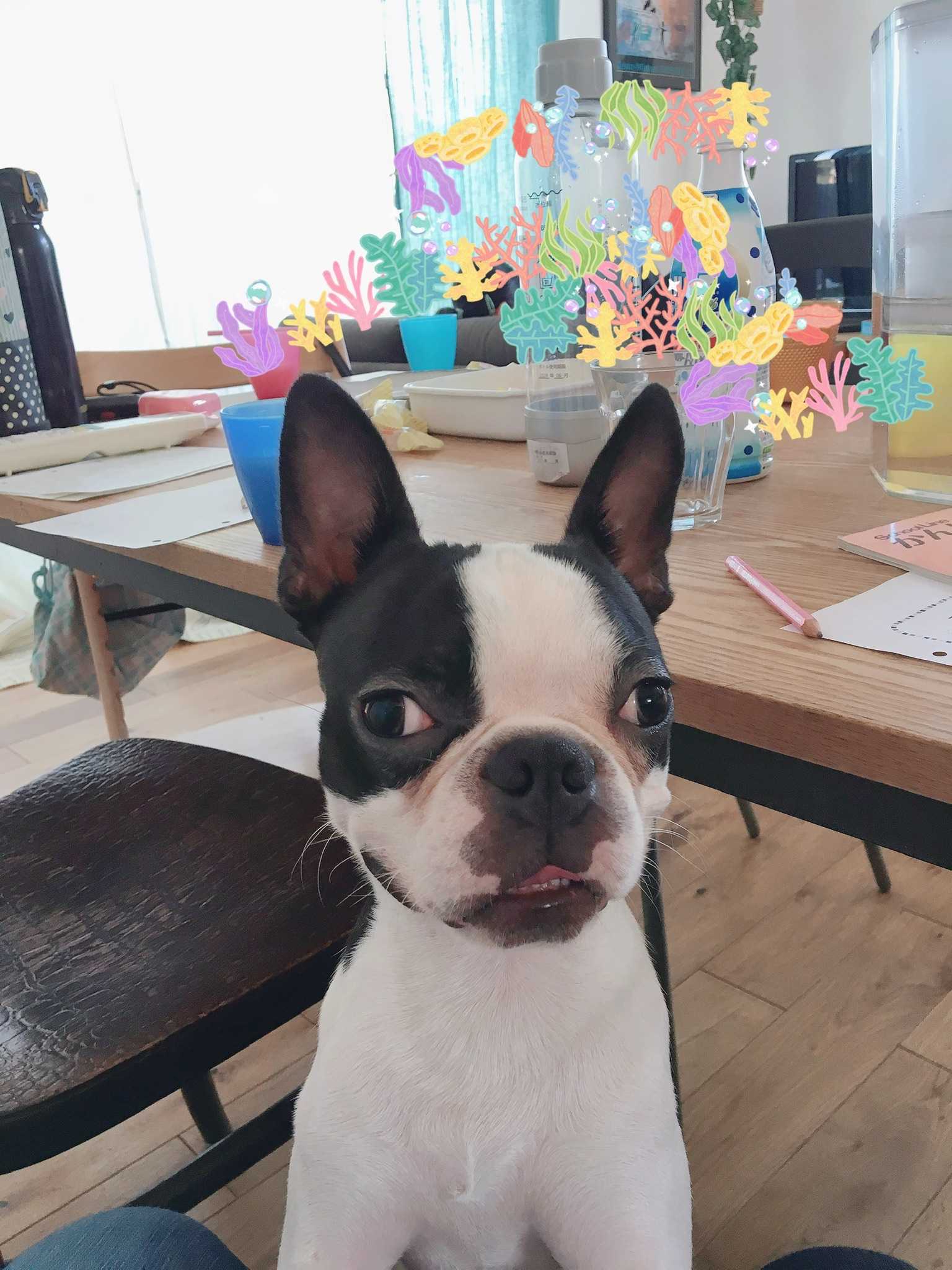 イギーの体重 1歳まで イギーの奇妙な生活 楽天ブログ