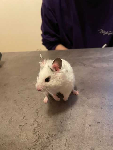 ウラコルン