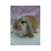 ミニロップイヤー