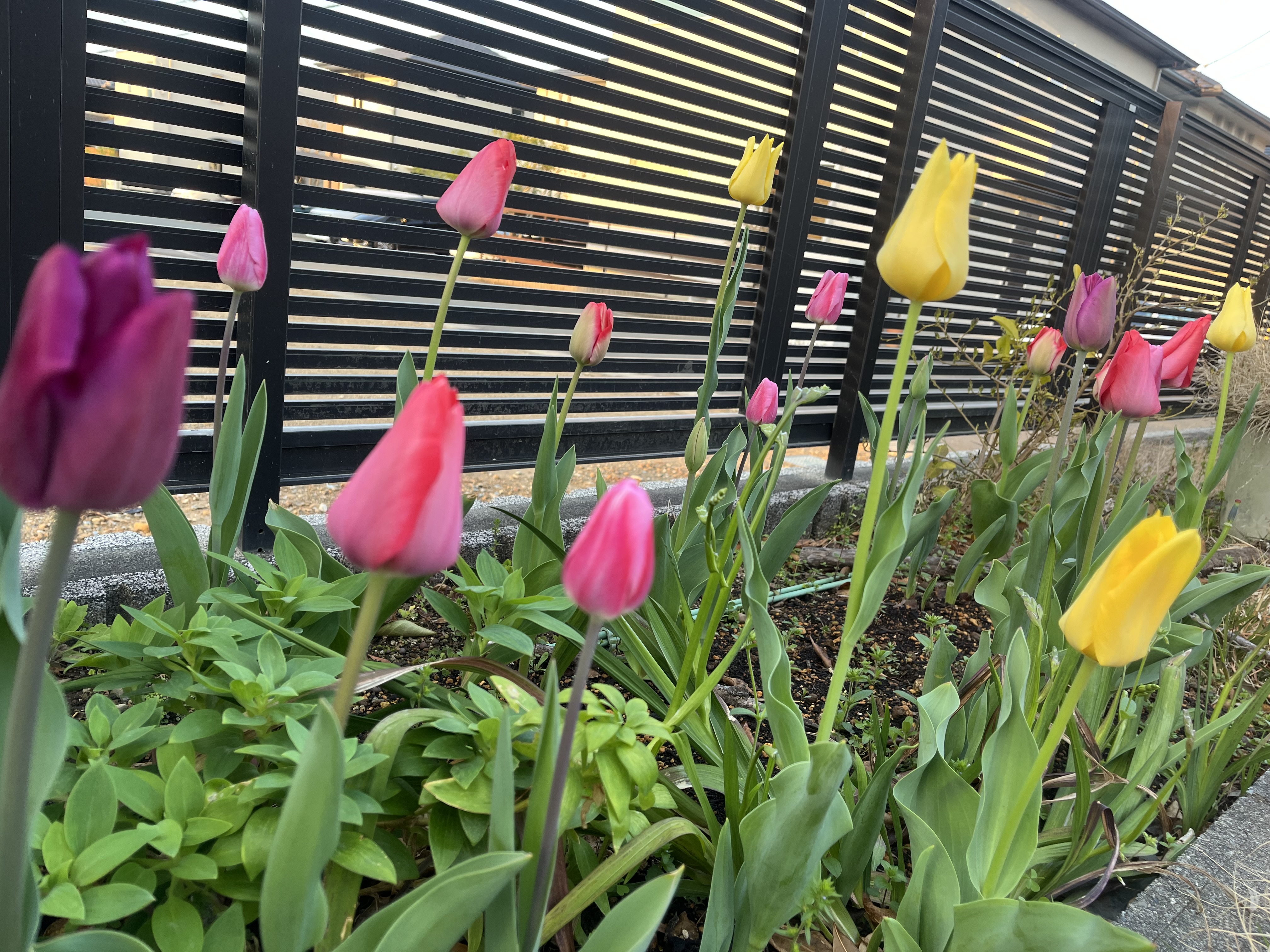 ゆっくりゆぅゆう