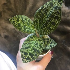 マシュマロホイップ０７２３