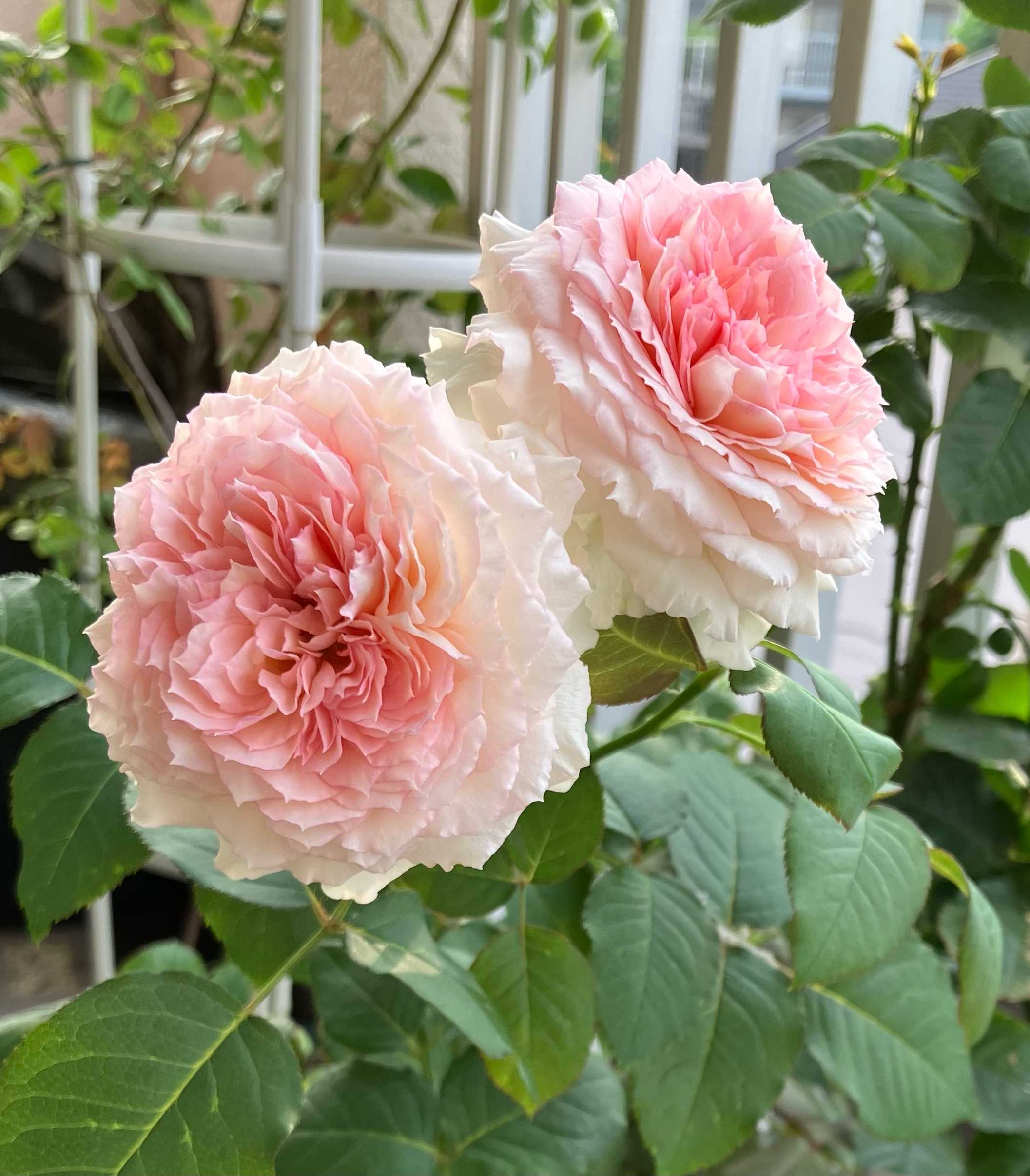 ぷりん＆そらママ