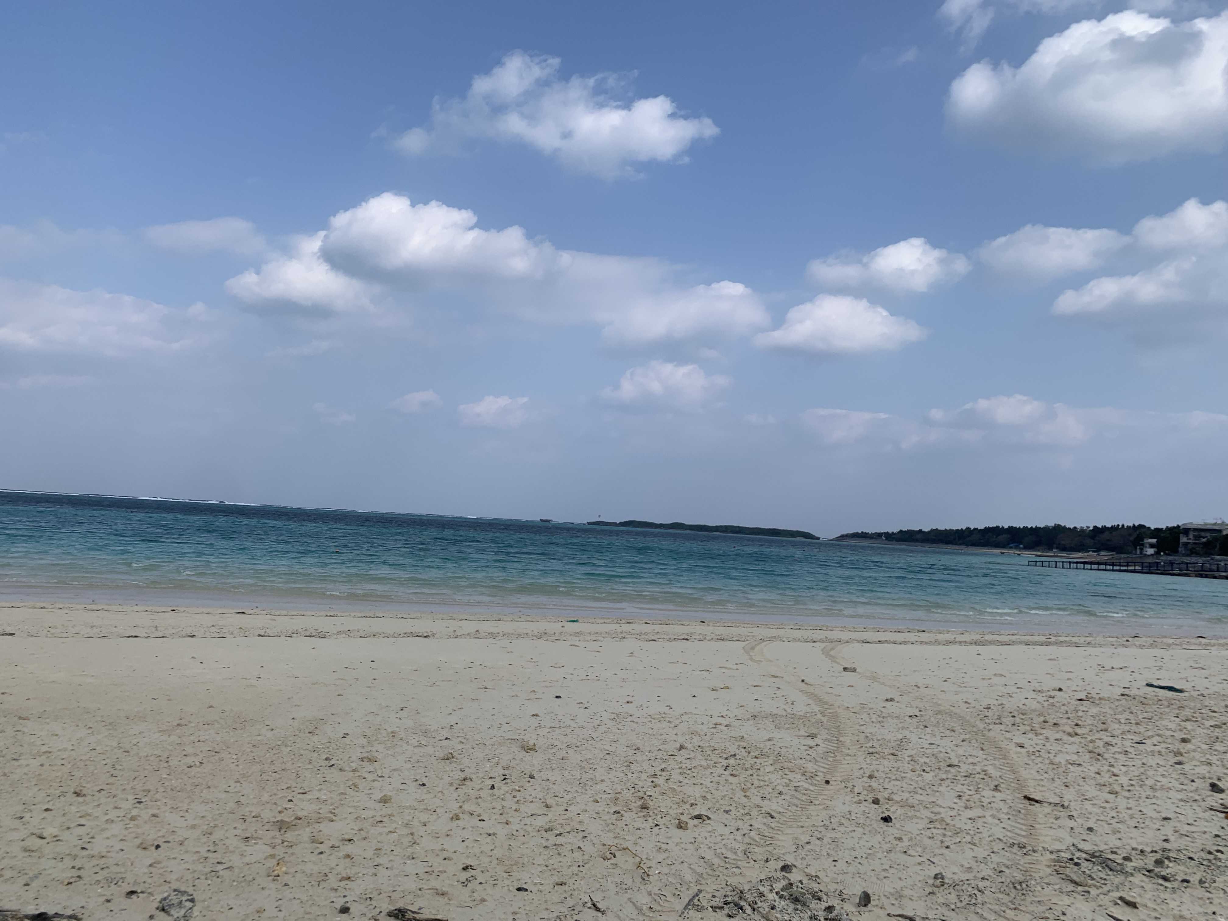 自由気ままネコ