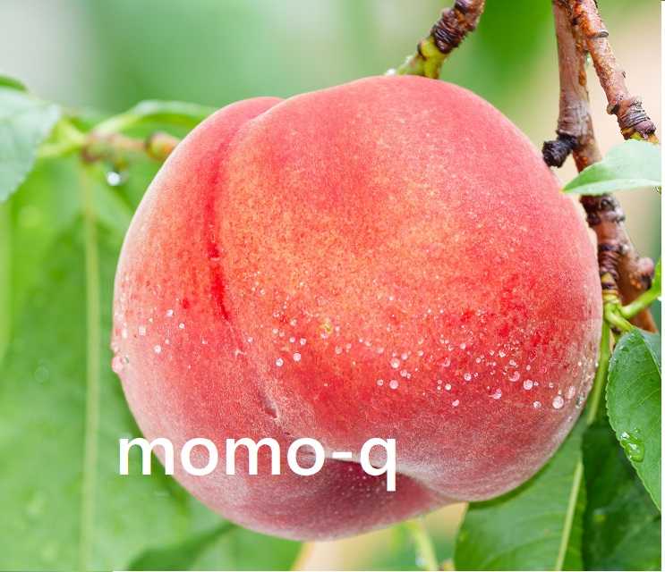 momo-q