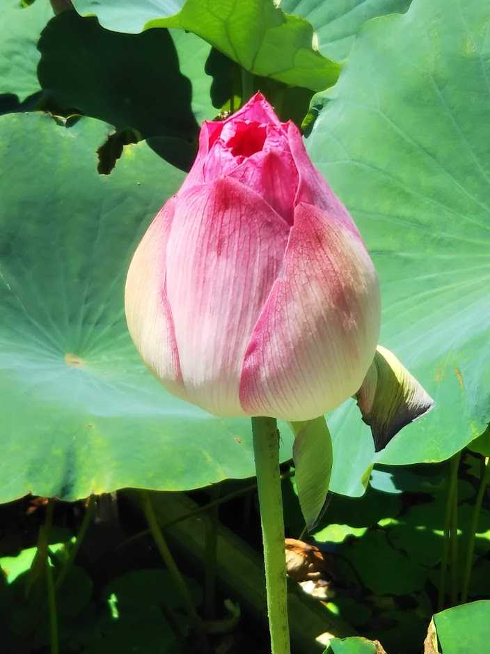 【中国語　BL小説】『焚情熾（情熾、天裂、涅槃、焚心）』（全四冊） SANCTIFY霊魂侵蝕 2 ｜ 笠倉出版社 ｜ カルトコミックス PLACEBO