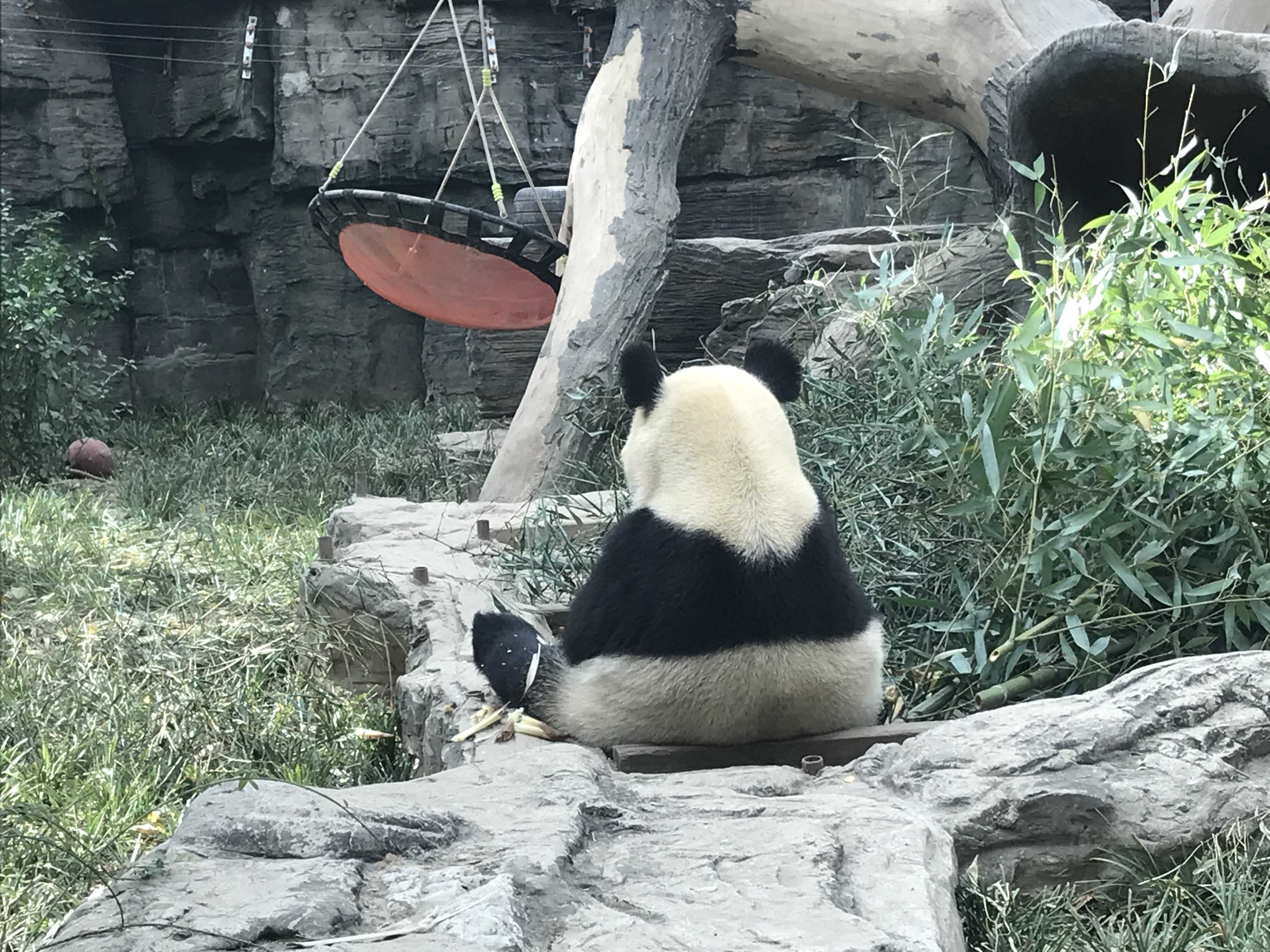 ぱんだパンダ大熊猫