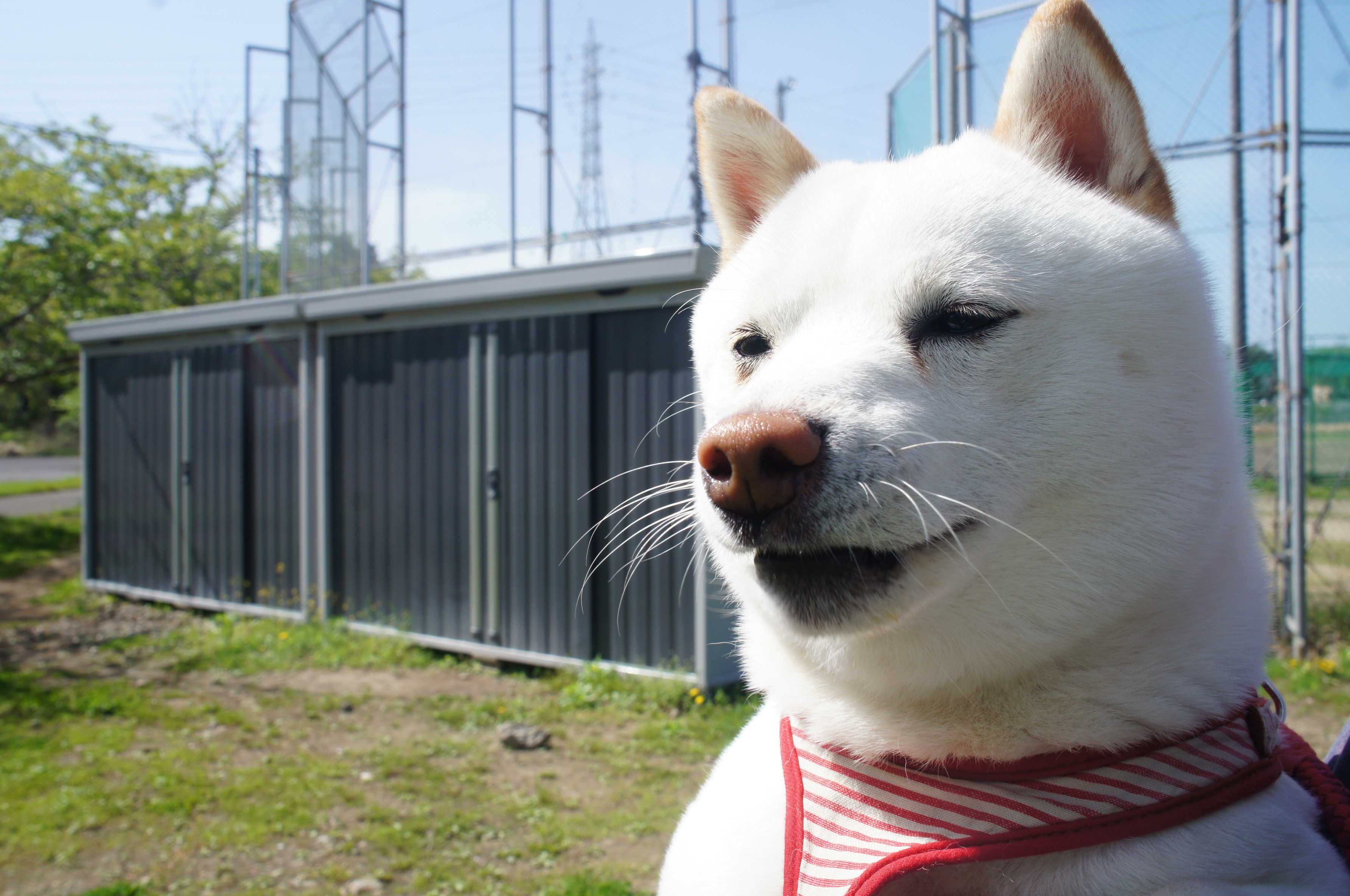 マダムＱ