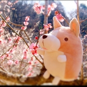 祭-matsuri-