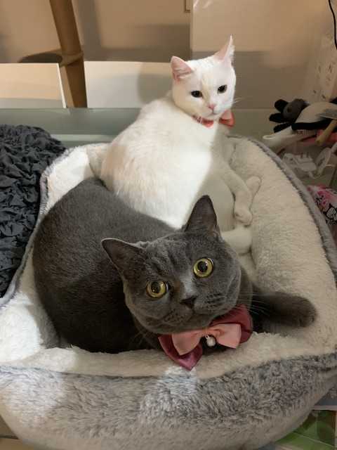 ララキキちゃん