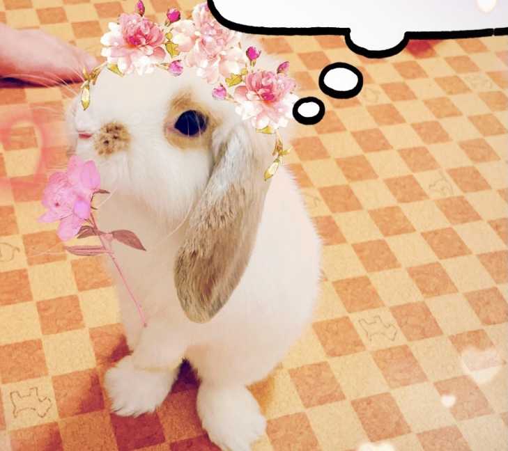 おたんことまと