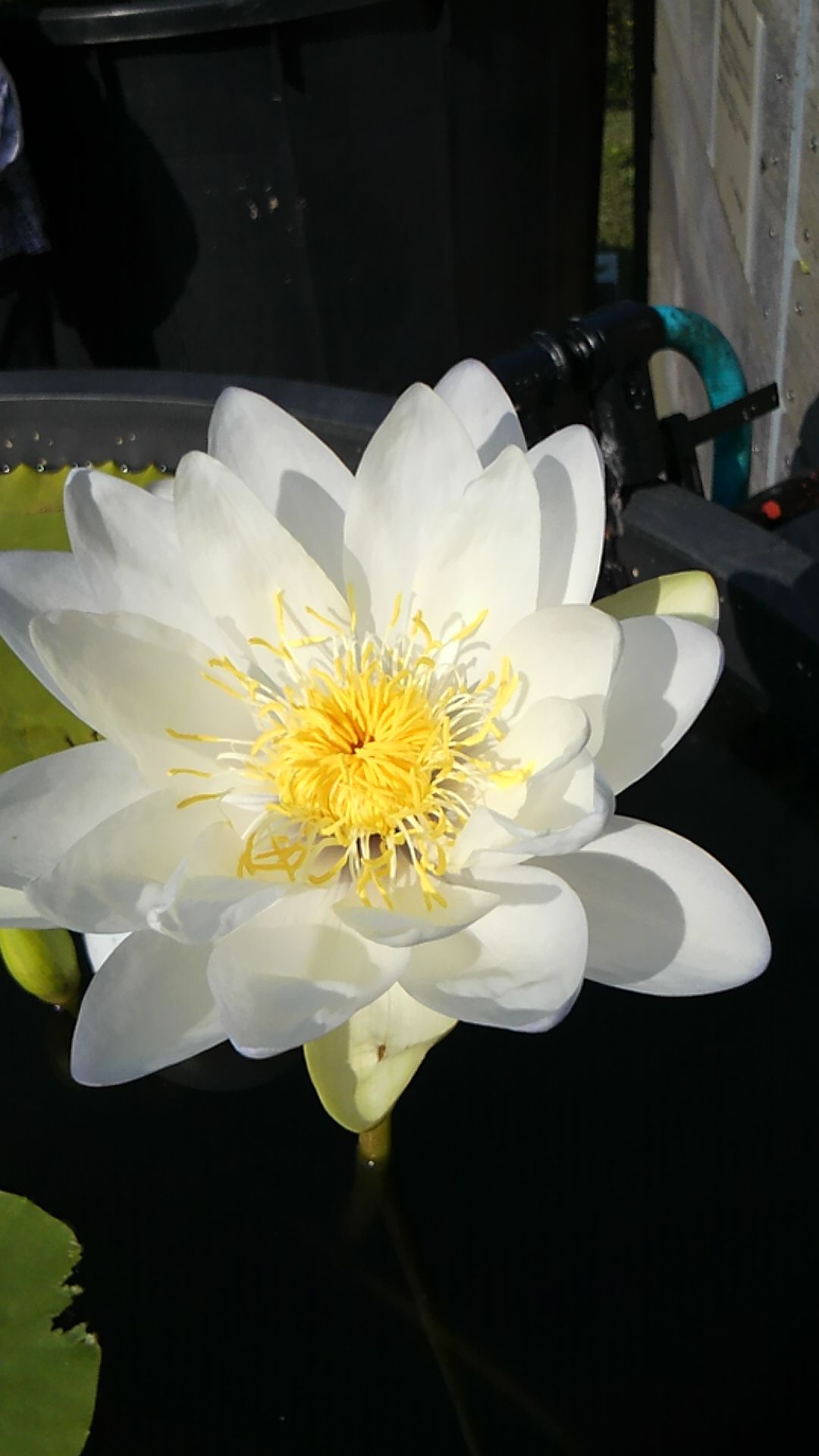 ブリリアントカット