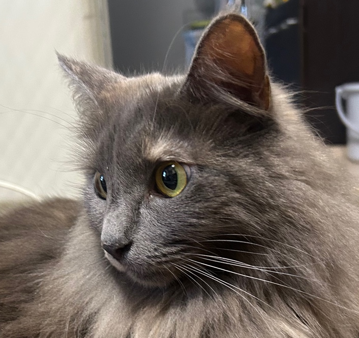 マハレカーニャ