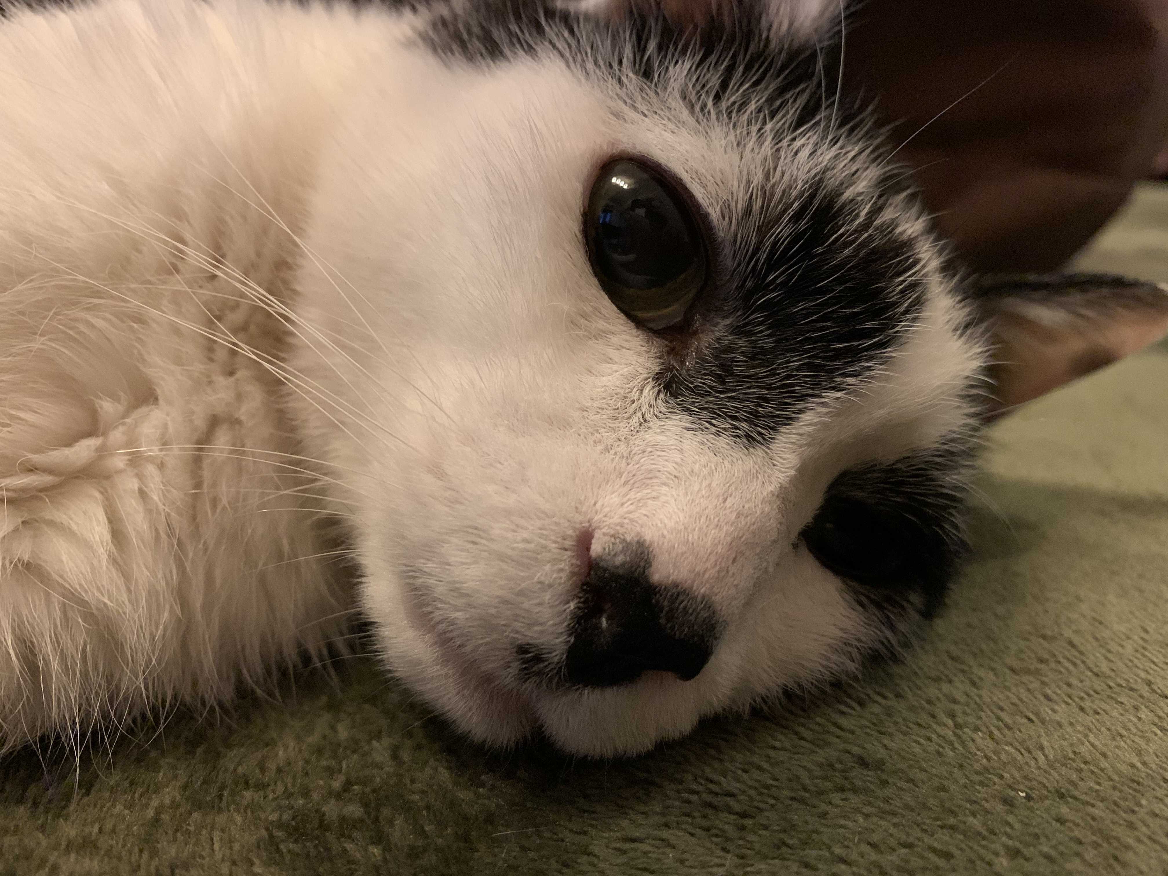 猫好きじいさん