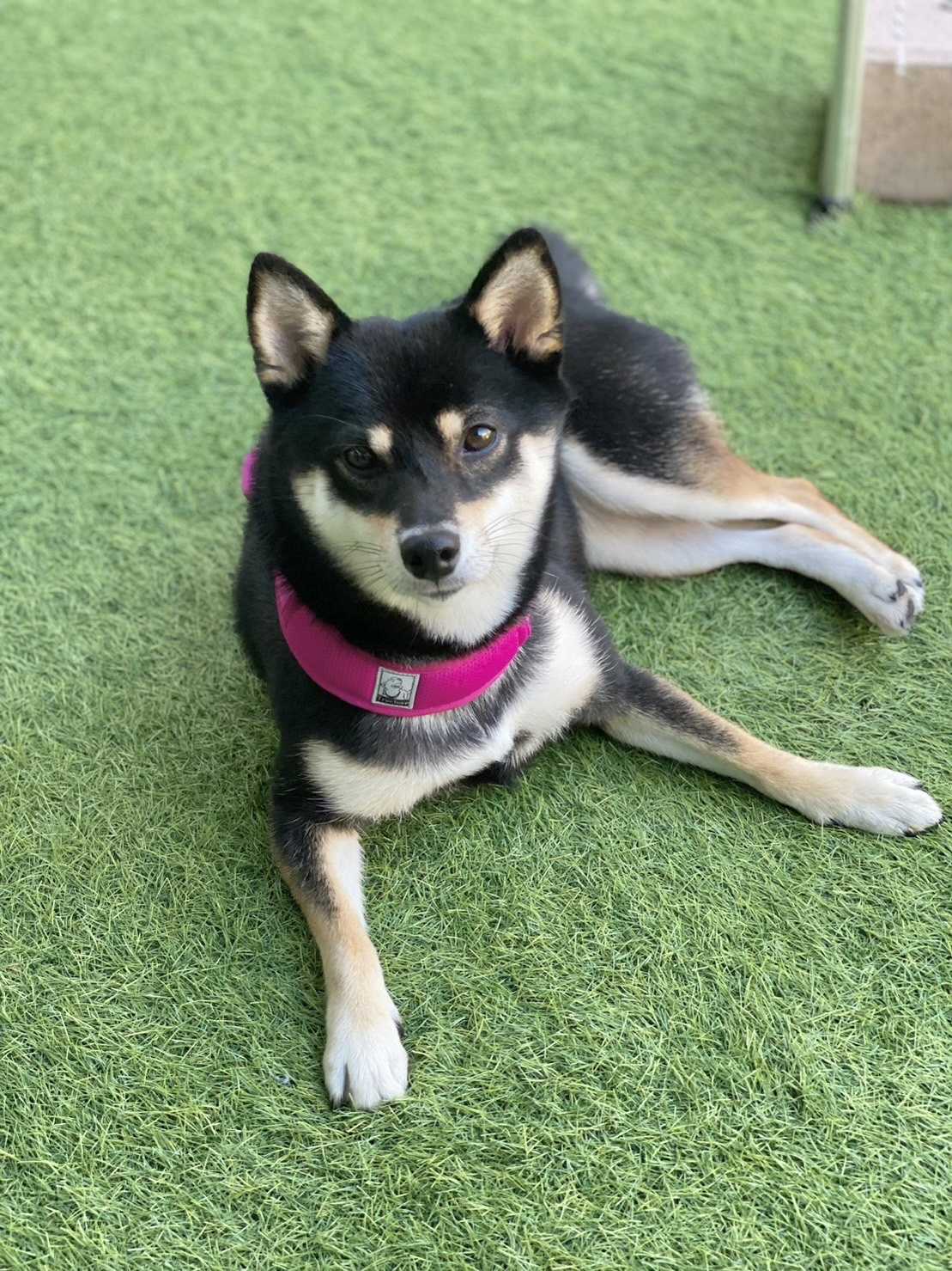 chi-coco