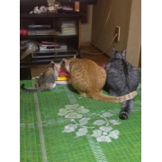 きょうきゃん0713