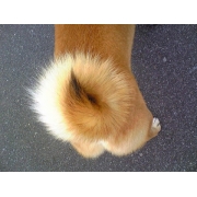 キャットワンチャイ