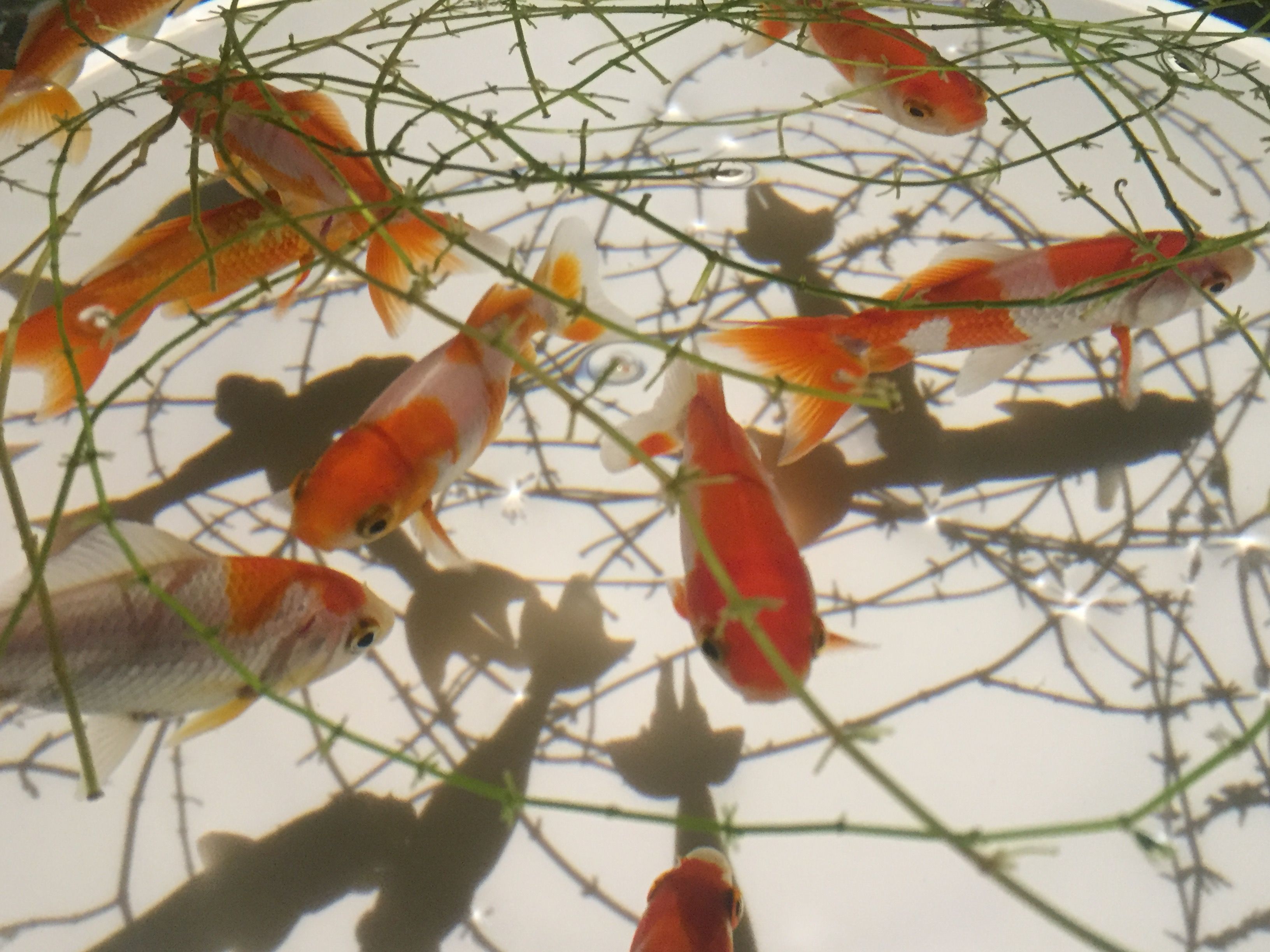 爪 徒然手芸とゲームと趣味 2 5舞台そのほか 楽天ブログ