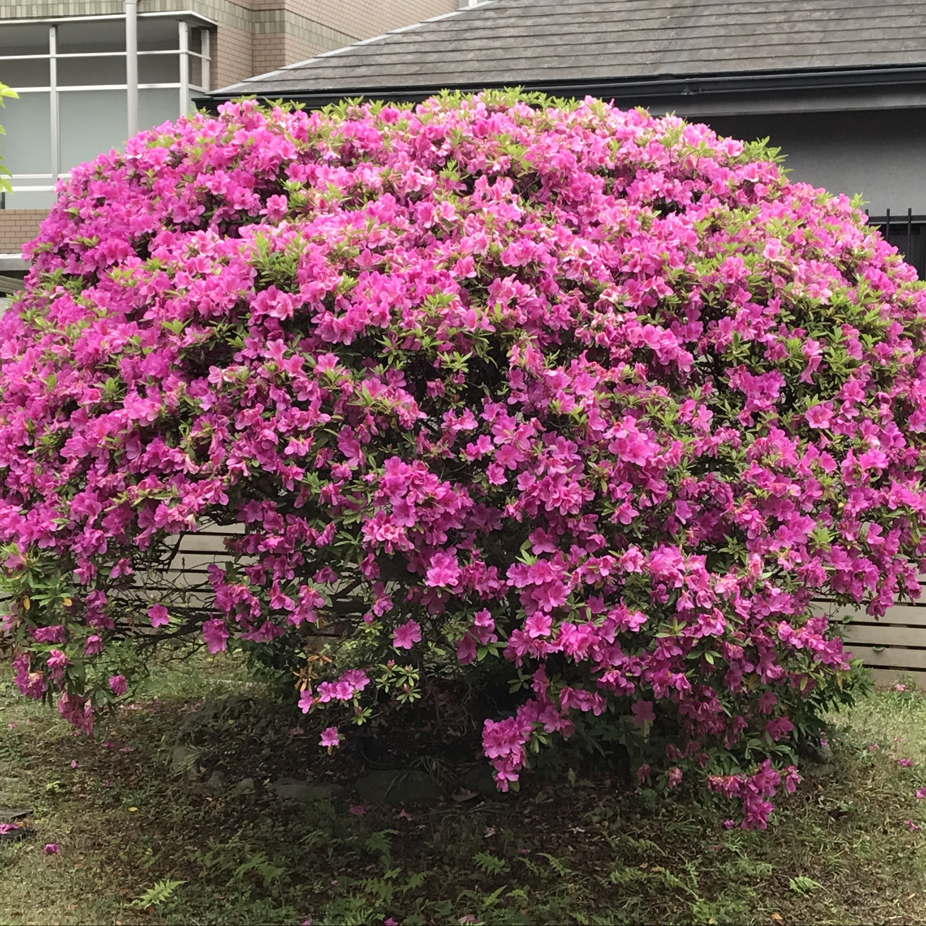 パクパクがんも