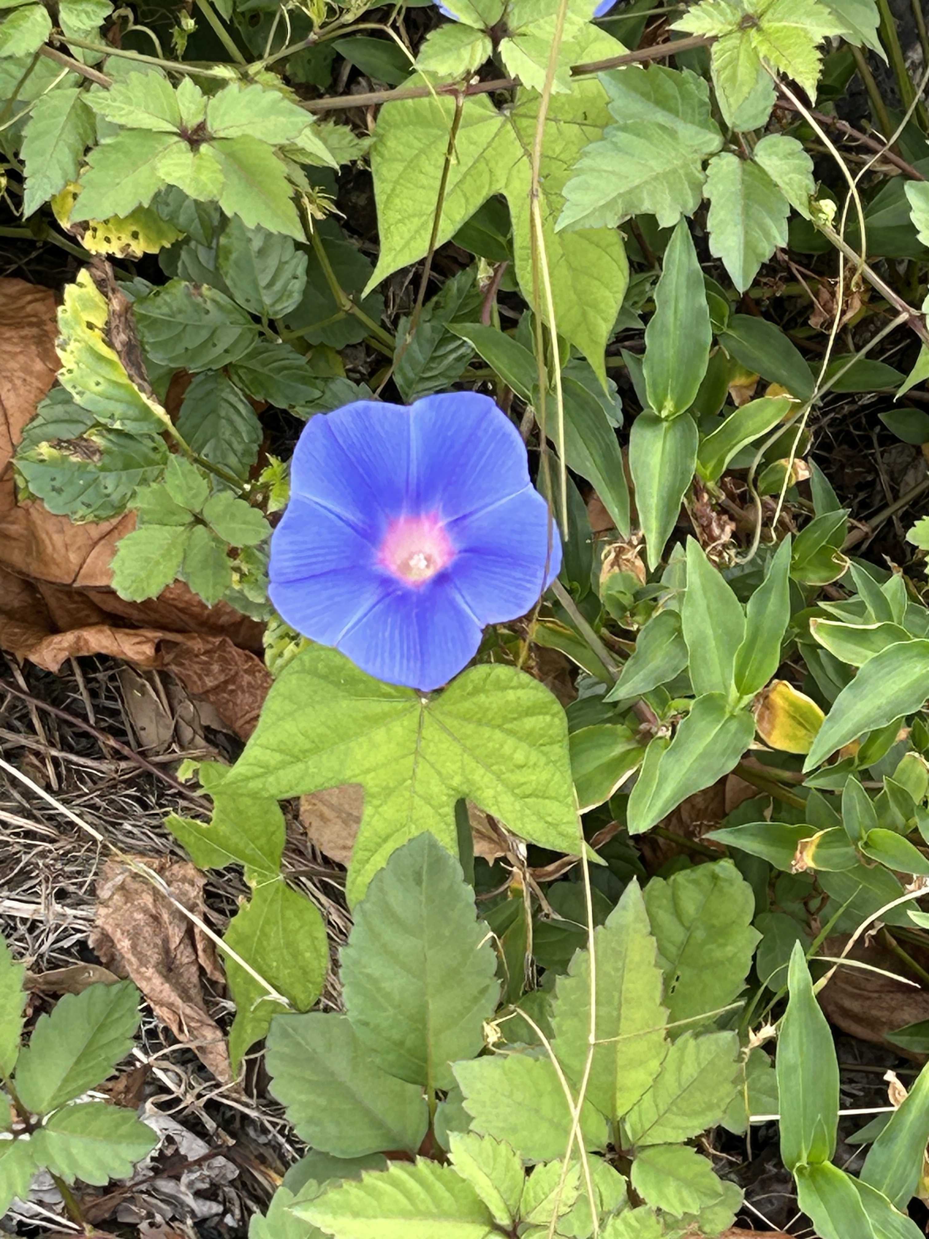 フリーランス1号