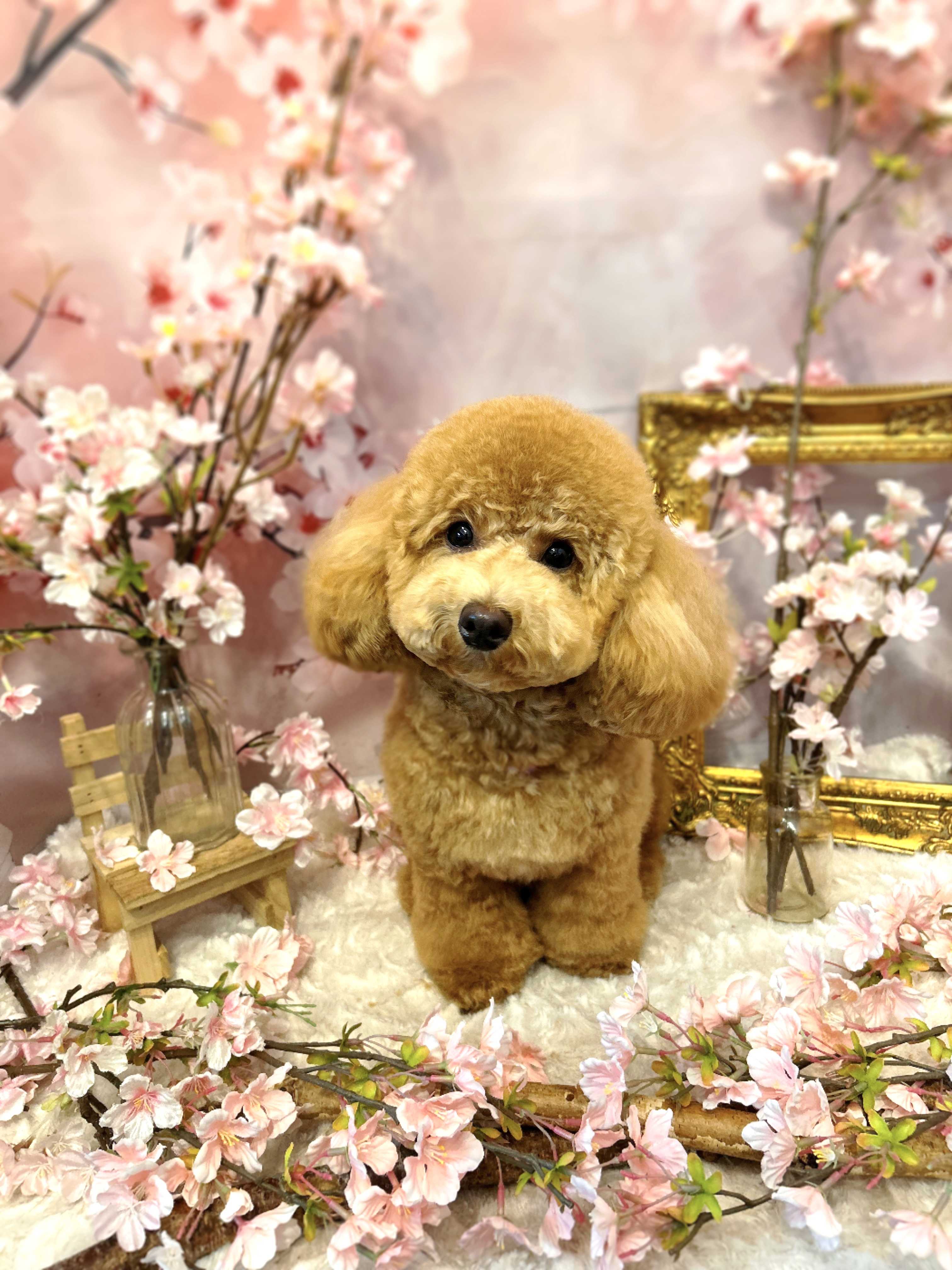 しゅーちょこ。