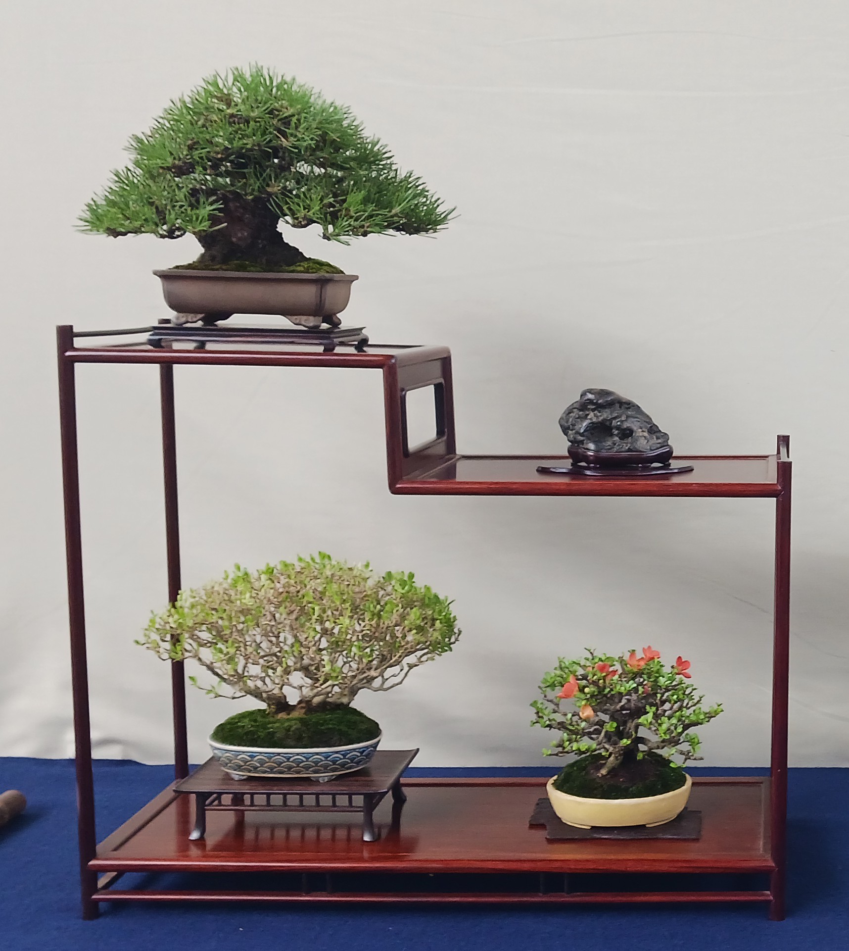 2000do-mo_BONSAI盆栽