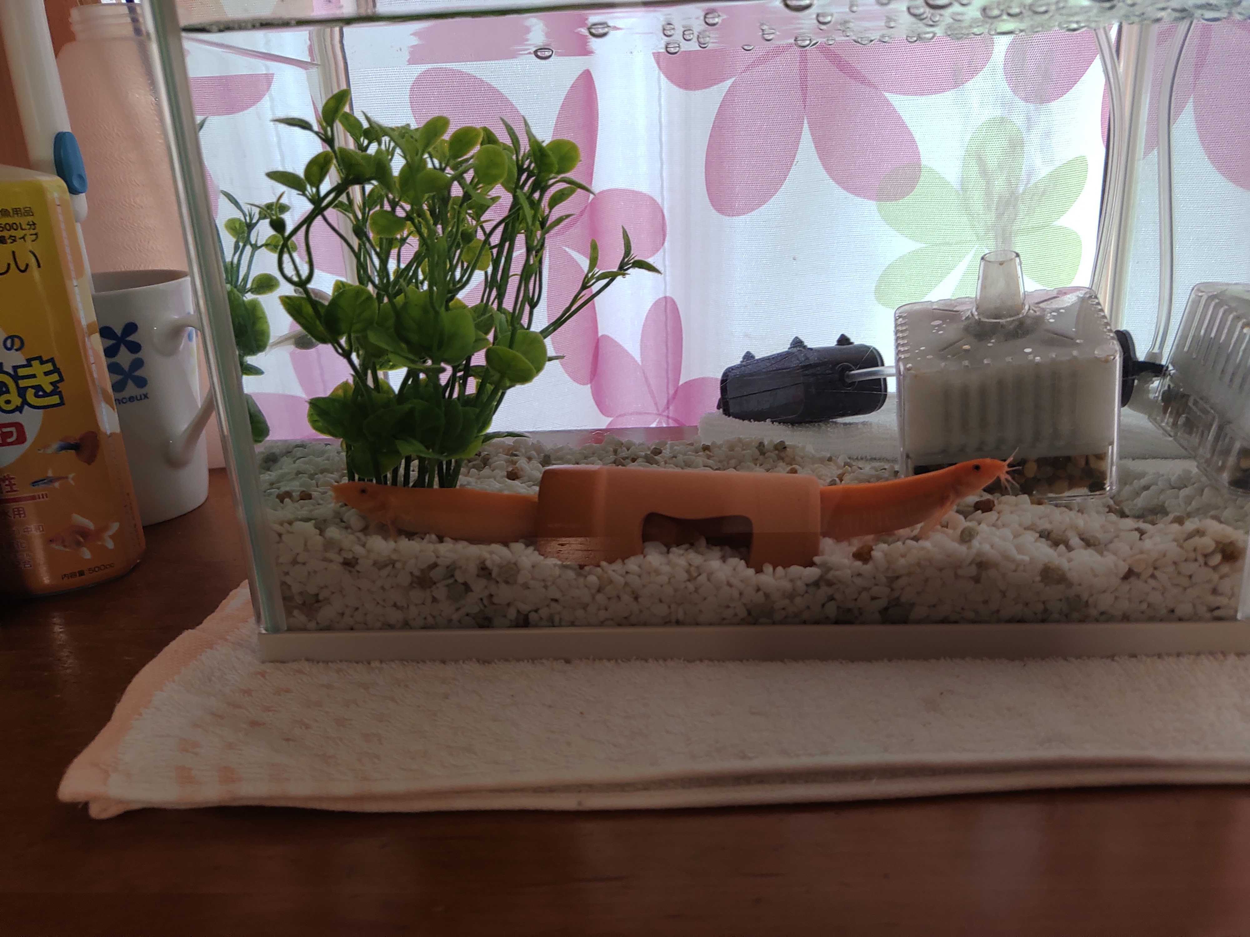 ヒョンスクちゃん