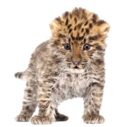 ヒョウ柄アイテム