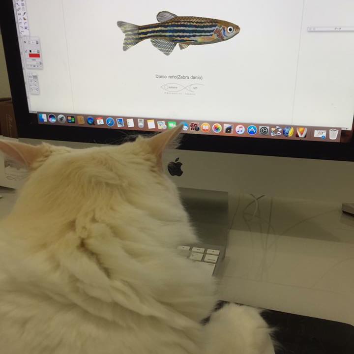 エンゼルフィッシュ Angelfish Osakana Craft イラスト熱帯魚図鑑 楽天ブログ