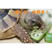 ゆきりん１５９９