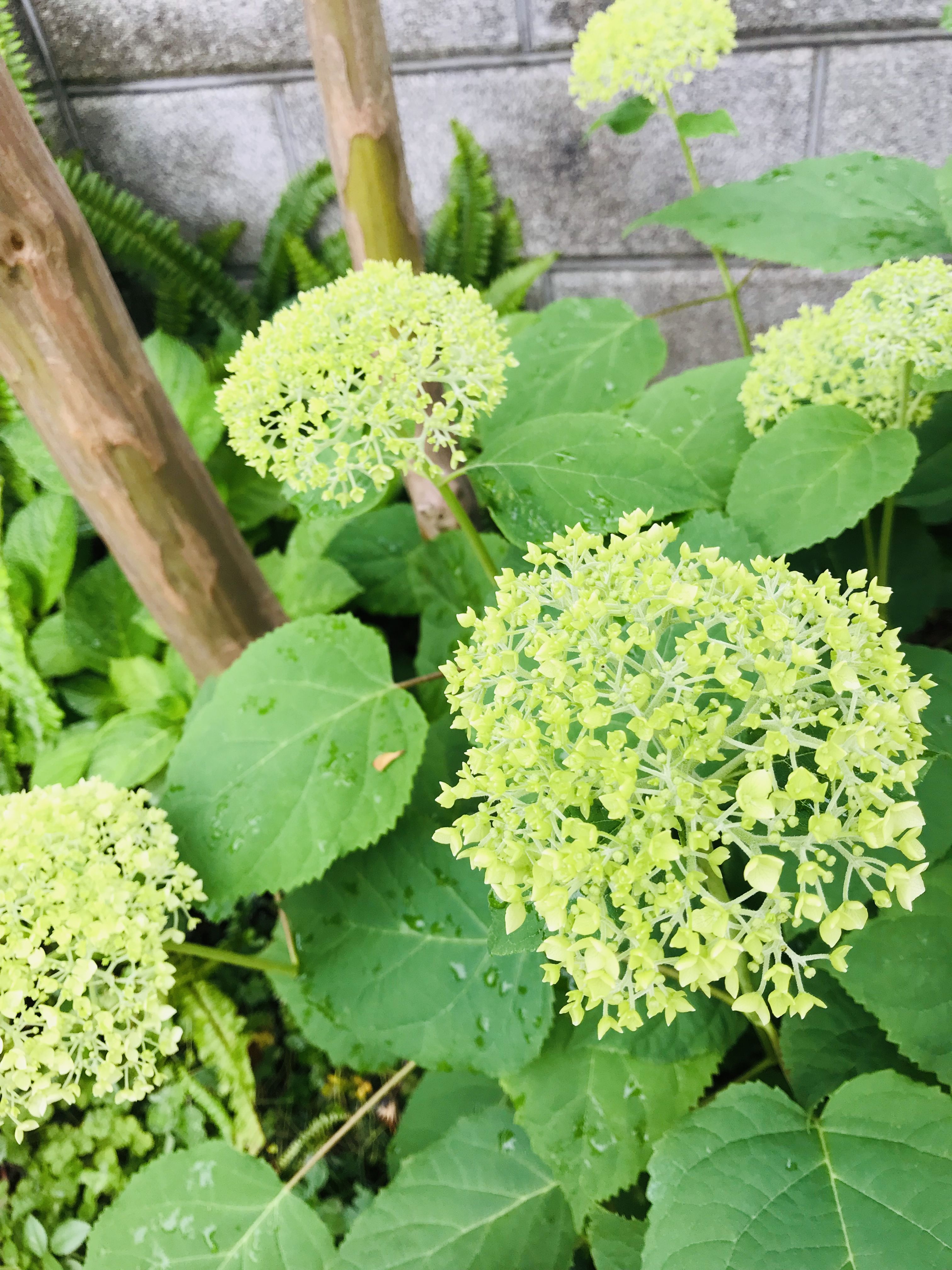 てんどんたべる？