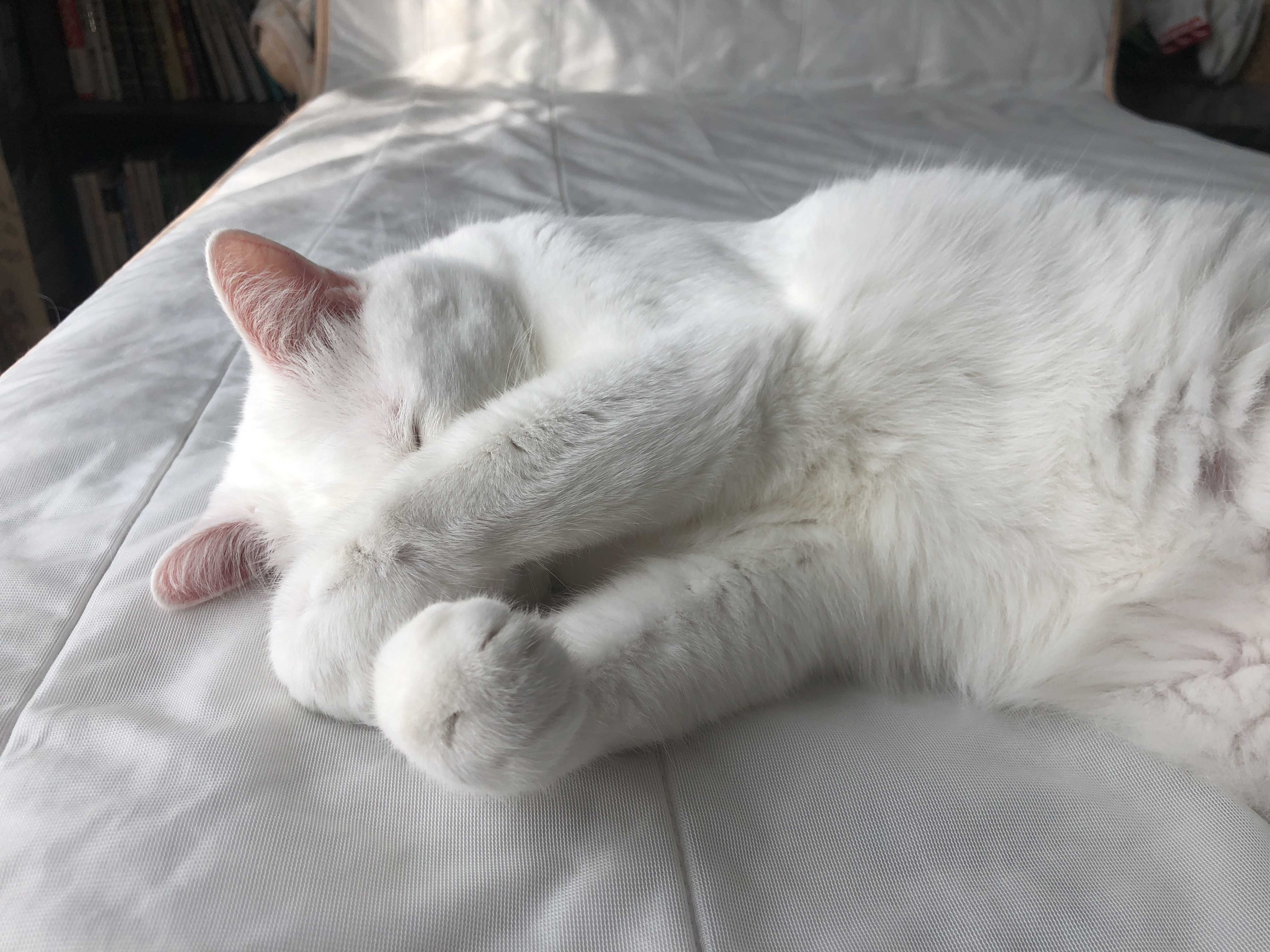 gattina bianca