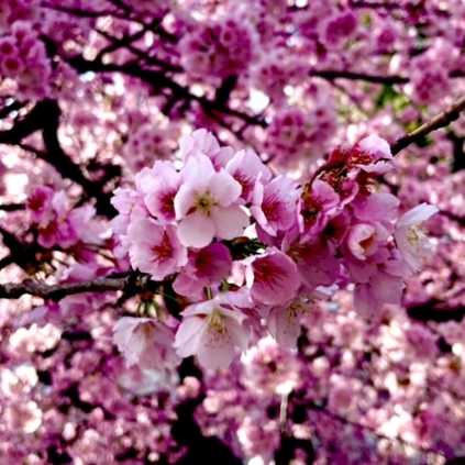 夢乃 桜